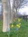 daffodils_small.jpg