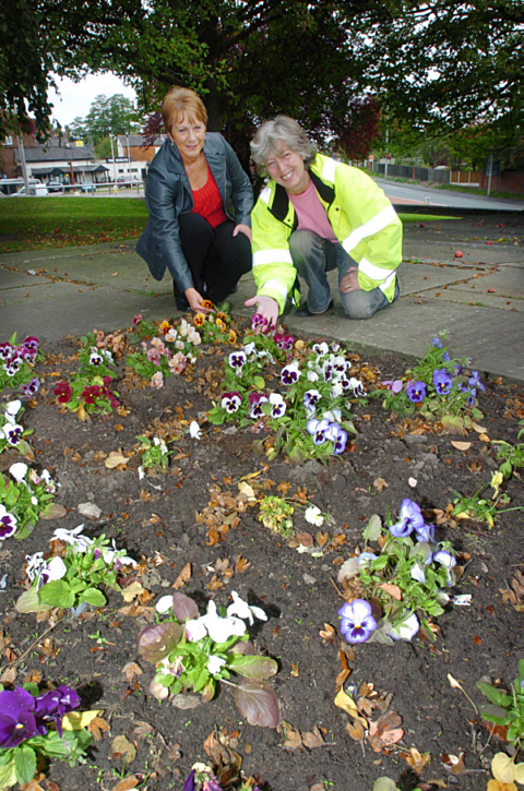 Winter Pansies. Photo:Middlewich Guardian