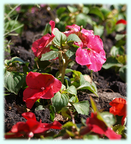 Impatians planting at St. Michael's and all Angels