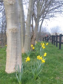 daffodils.jpg