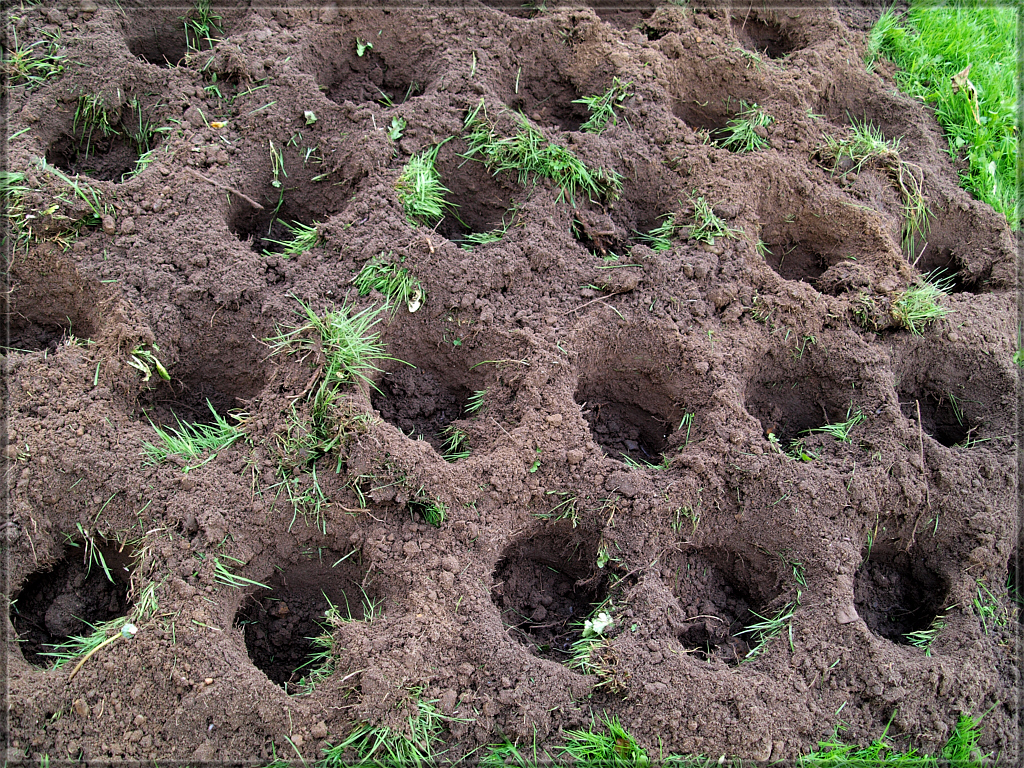 Perefct holes ready for some helpers to plant the bulbs in...