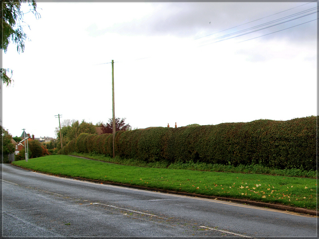 Looks like some daffodils in the spring could brighten up this bank of grass in Croxton Lane, so it's time for the Middlewich Clean Team to be planting.