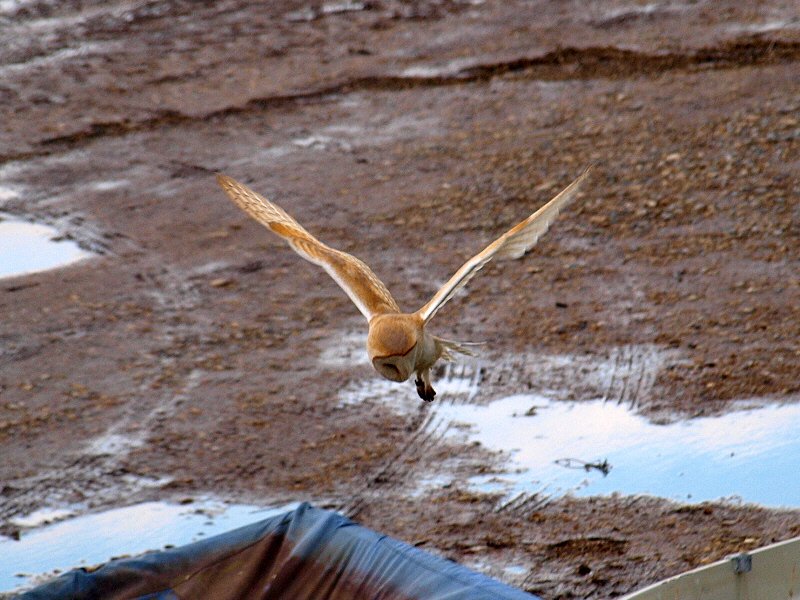 barnowl9.jpg