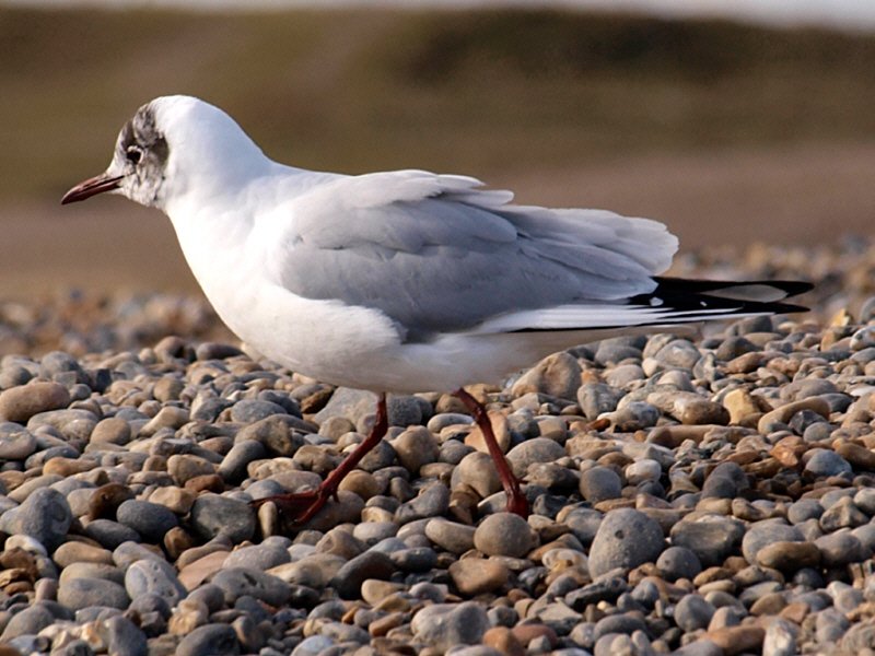 blackheadedgull.jpg