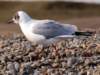 blackheadedgull_small.jpg