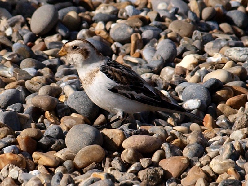 snowbunting.jpg