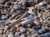 snowbunting3_small.jpg