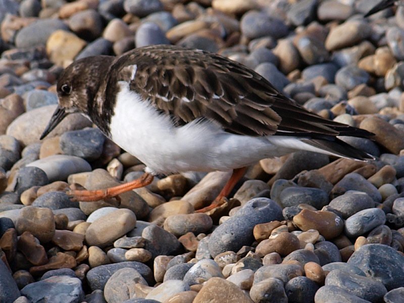 turnstone3.jpg