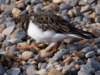 turnstone3_small.jpg
