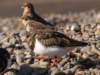 turnstoneandsnowbuntings_small.jpg